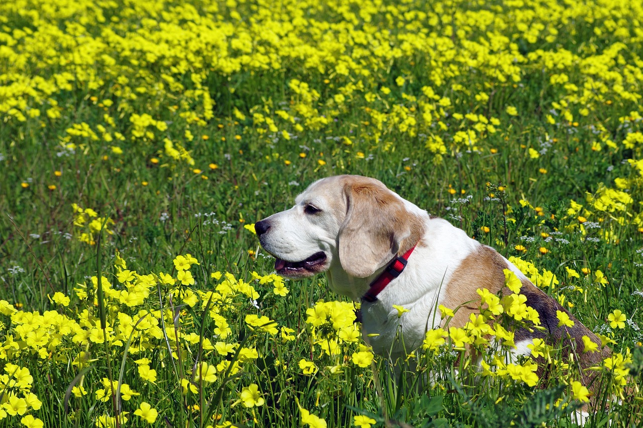 上海猫犬零食烘干机厂家，专业解析与深度探讨